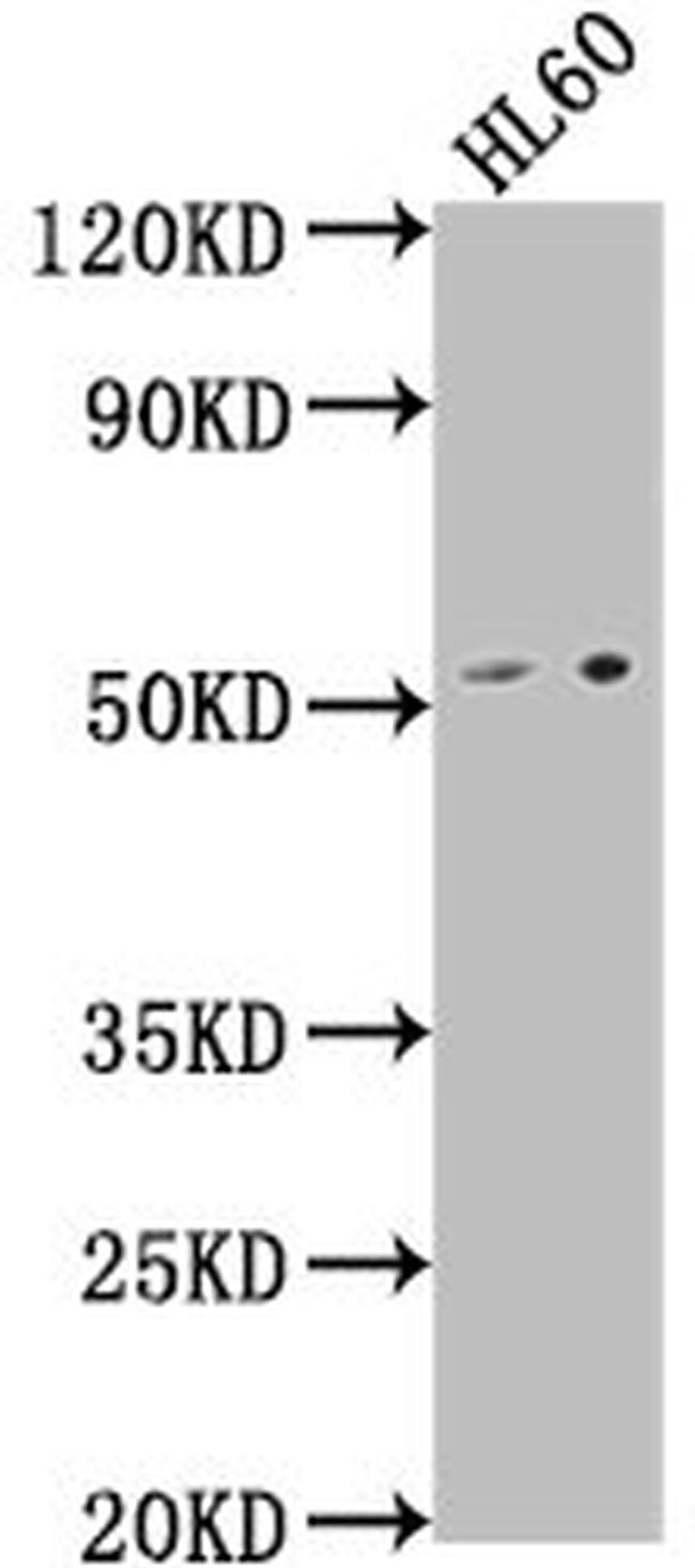 LCHN Antibody in Western Blot (WB)