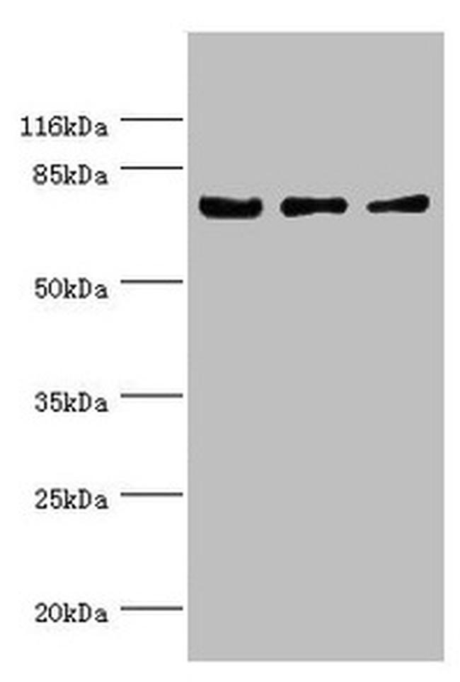 KLC1 Antibody in Western Blot (WB)