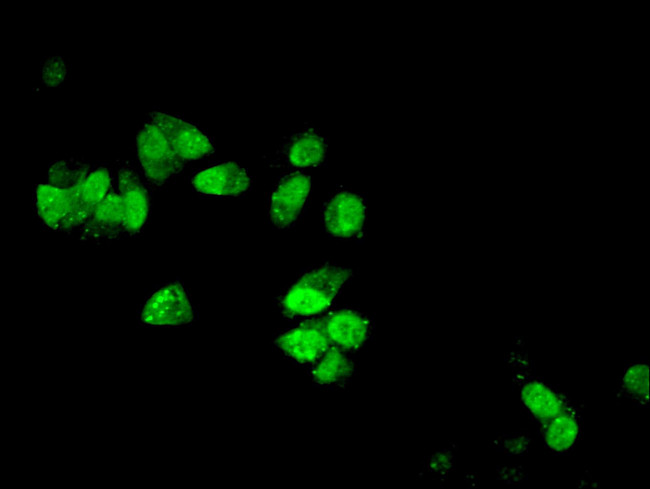 DYNLL1 Antibody in Immunocytochemistry (ICC/IF)