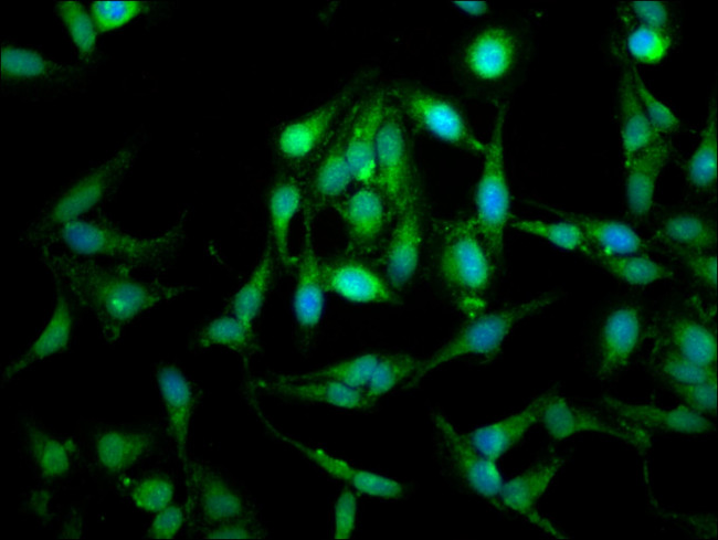 LETM1 Antibody in Immunocytochemistry (ICC/IF)