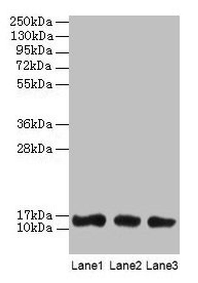 Galectin 1 Antibody in Western Blot (WB)