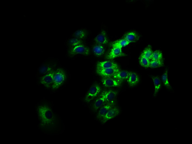 LILRB2 Antibody in Immunocytochemistry (ICC/IF)