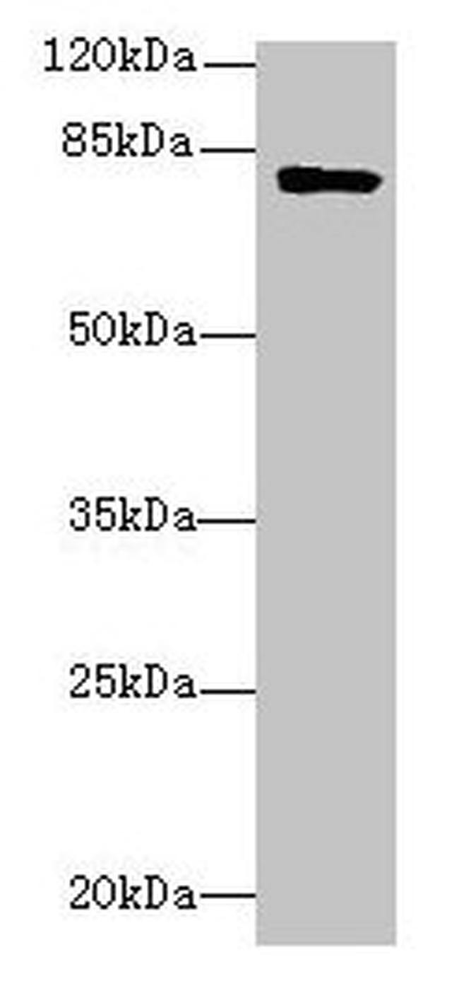 LMF2 Antibody in Western Blot (WB)