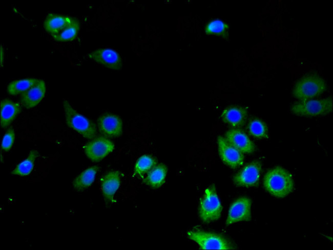 LPXN Antibody in Immunocytochemistry (ICC/IF)