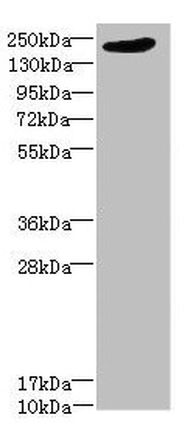 LRP4 Antibody in Western Blot (WB)