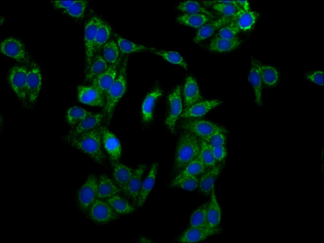 LRP130 Antibody in Immunocytochemistry (ICC/IF)