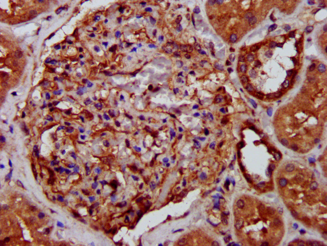 LRP130 Antibody in Immunohistochemistry (Paraffin) (IHC (P))