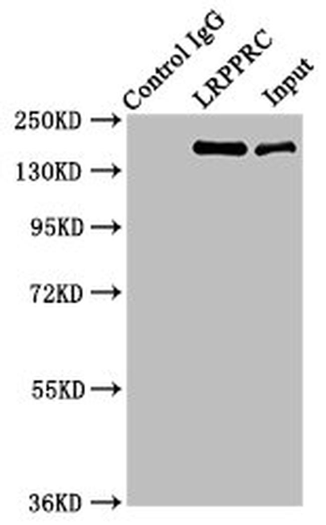 LRP130 Antibody in Western Blot (WB)