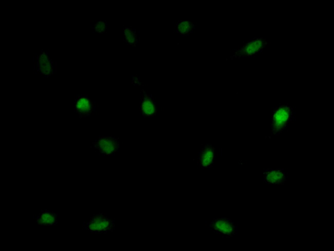 LSM11 Antibody in Immunocytochemistry (ICC/IF)