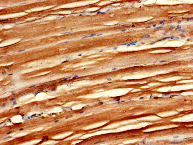 EMP Antibody in Immunohistochemistry (Paraffin) (IHC (P))