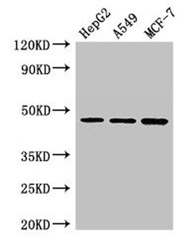 EMP Antibody in Western Blot (WB)