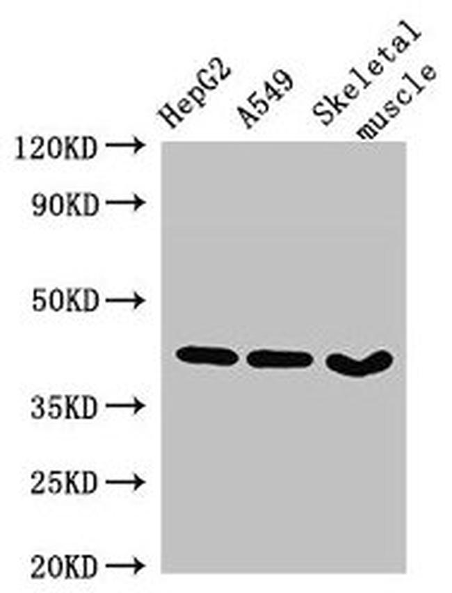 p38 MAPK gamma Antibody in Western Blot (WB)