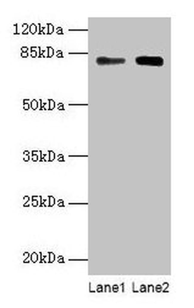 MASP1 Antibody in Western Blot (WB)