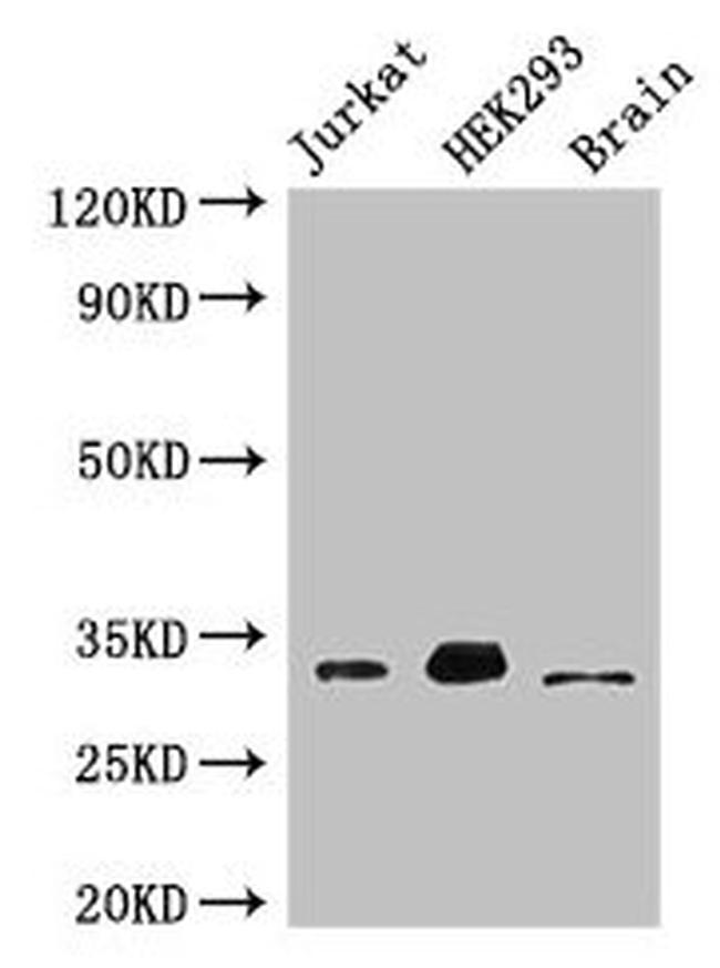 MBD3 Antibody in Western Blot (WB)