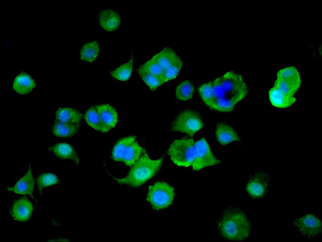 MTHFS Antibody in Immunocytochemistry (ICC/IF)