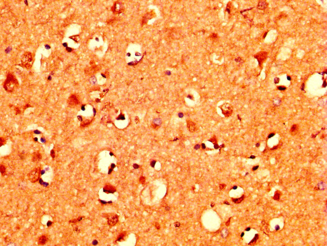 MZF1 Antibody in Immunohistochemistry (Paraffin) (IHC (P))