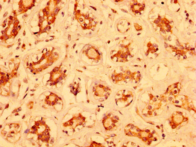 MZF1 Antibody in Immunohistochemistry (Paraffin) (IHC (P))