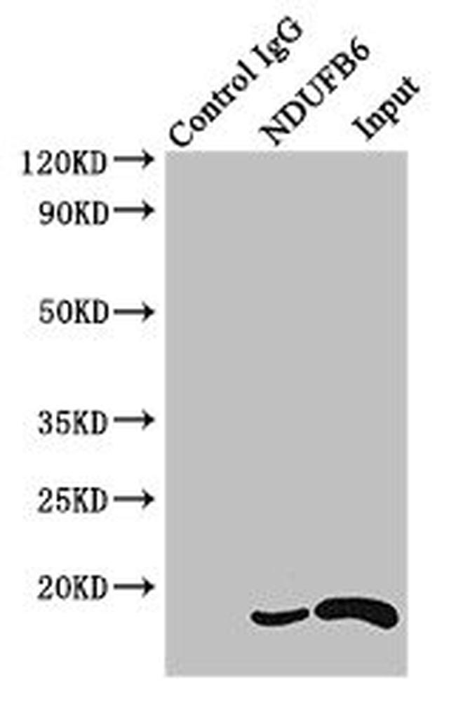 NDUFB6 Antibody in Western Blot (WB)