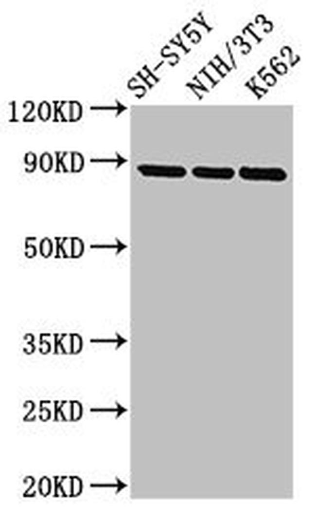 TrkA Antibody in Western Blot (WB)