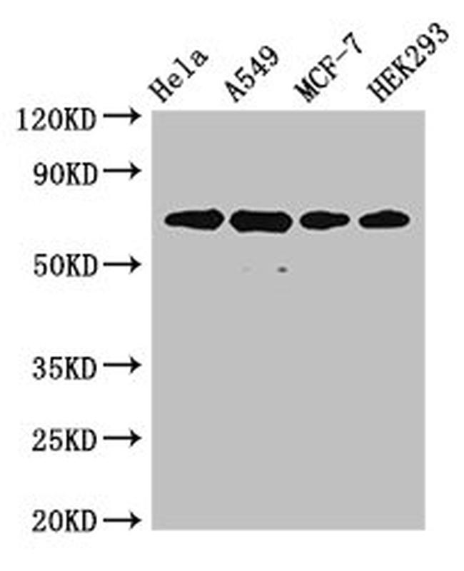 Ku70 Antibody in Western Blot (WB)