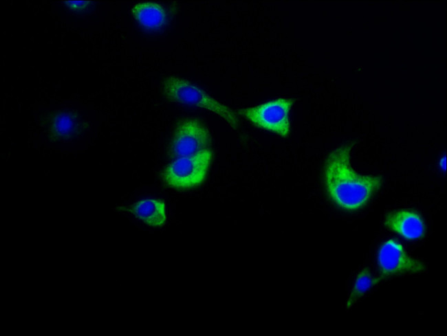 NuMA Antibody in Immunocytochemistry (ICC/IF)