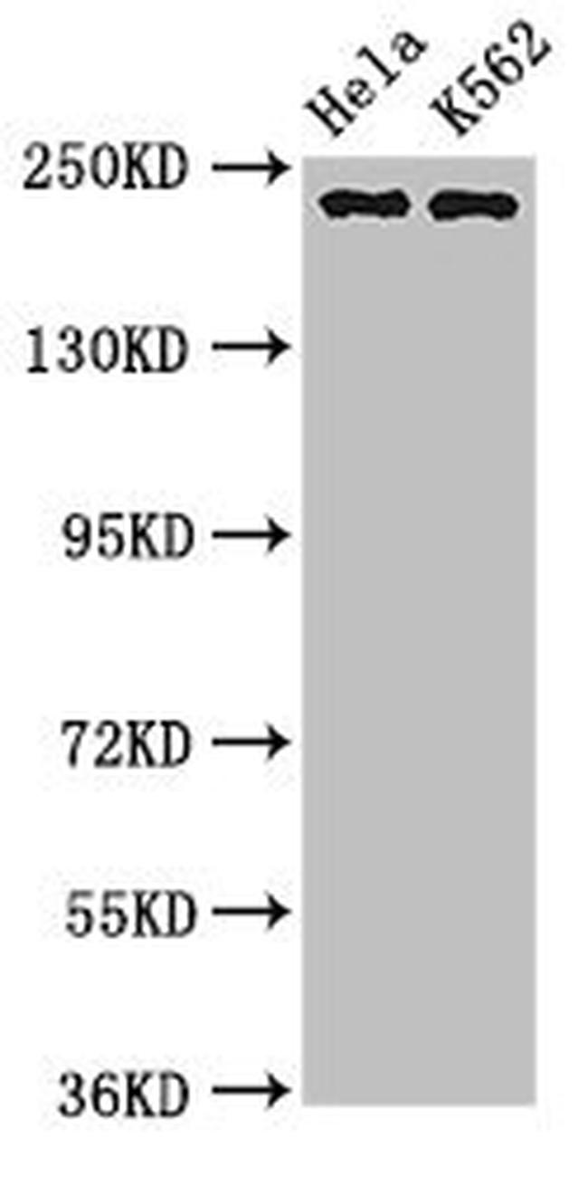 NuMA Antibody in Western Blot (WB)