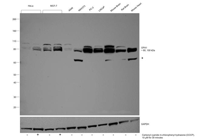 OPA1 Antibody in Western Blot (WB)