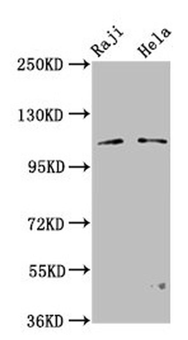 PACS1 Antibody in Western Blot (WB)