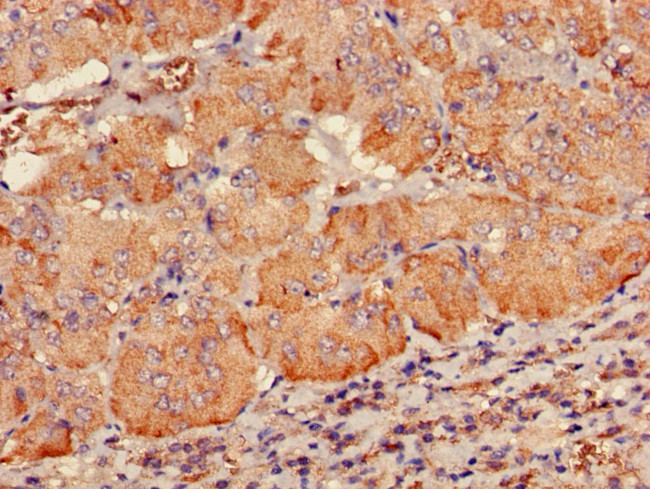 PDE2A Antibody in Immunohistochemistry (Paraffin) (IHC (P))