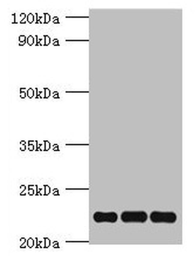 PRDX5 Antibody in Western Blot (WB)