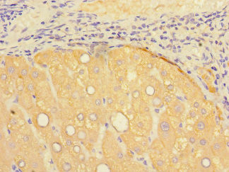 Presenilin 1 Antibody in Immunohistochemistry (Paraffin) (IHC (P))