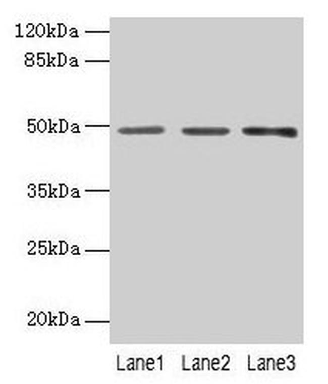 PSG6 Antibody in Western Blot (WB)