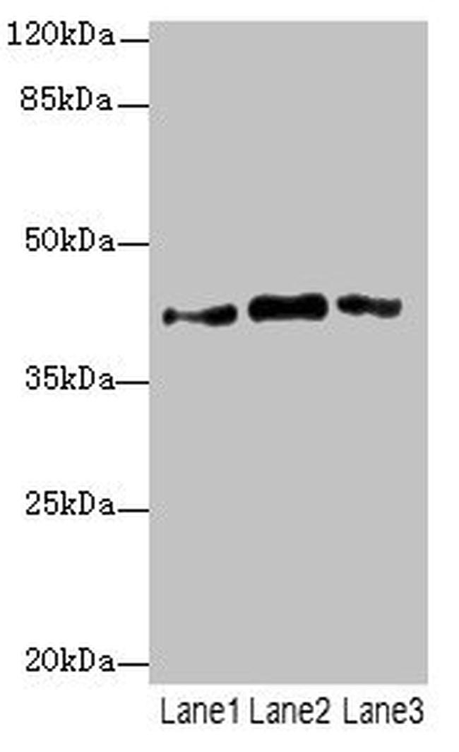 PTGES2 Antibody in Western Blot (WB)