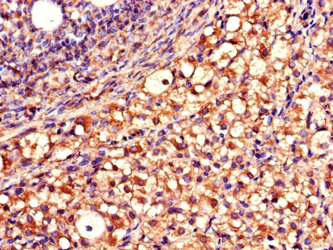 QDPR Antibody in Immunohistochemistry (Paraffin) (IHC (P))