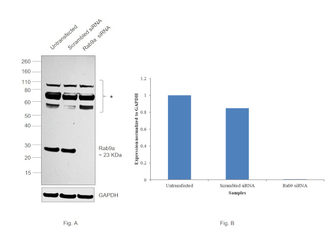 RAB9 Antibody