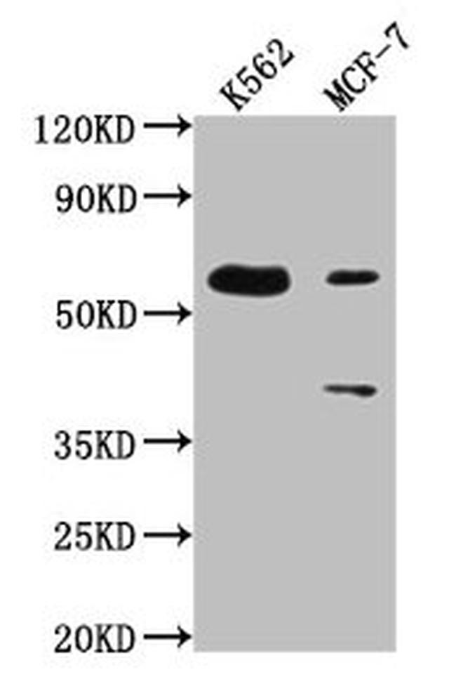 PTBP3 Antibody in Western Blot (WB)