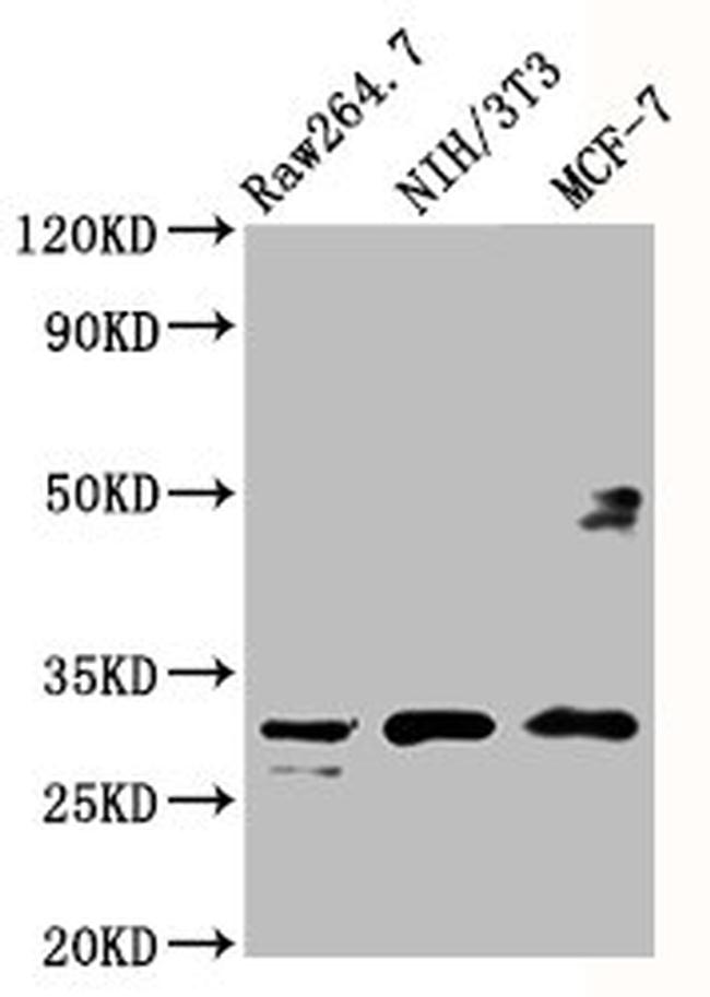 RPL7A Antibody in Western Blot (WB)