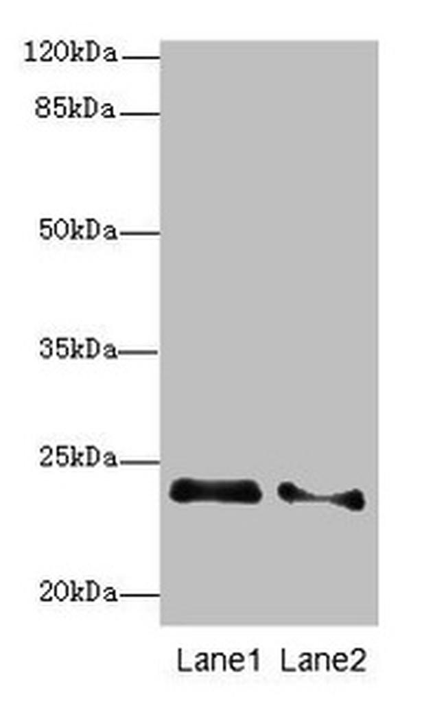 RRAS2 Antibody in Western Blot (WB)