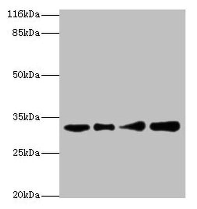 RSU1 Antibody in Western Blot (WB)