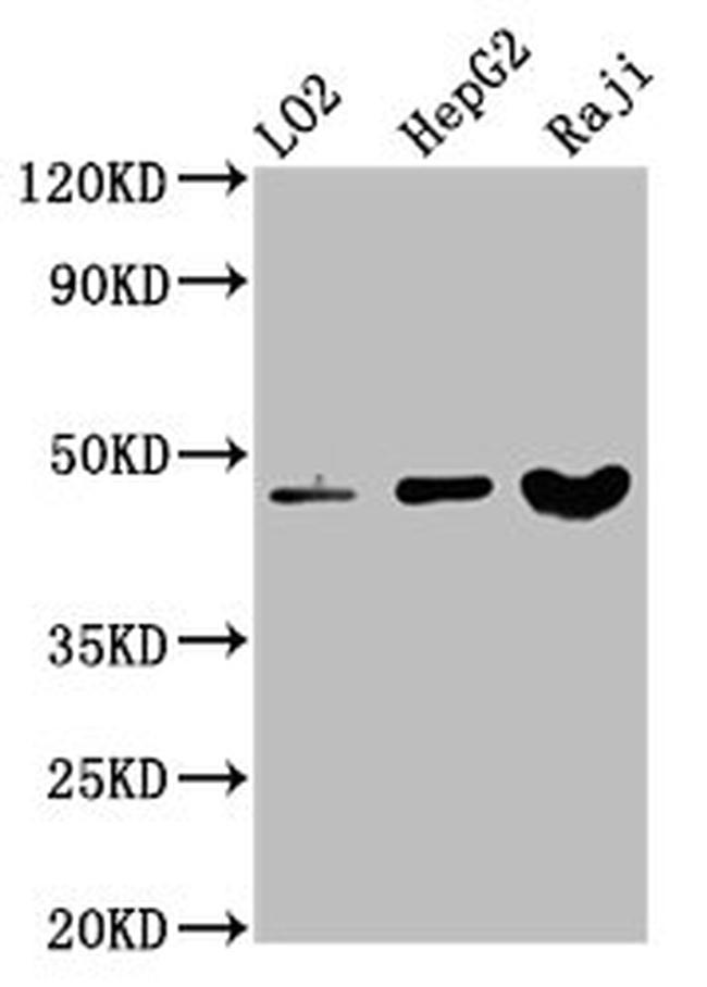 SERPINB2 Antibody in Western Blot (WB)