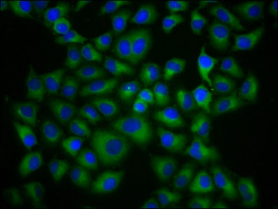 HLA-G Antibody in Immunocytochemistry (ICC/IF)