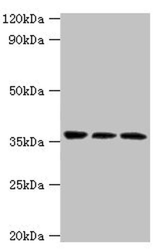 CRACC Antibody in Western Blot (WB)