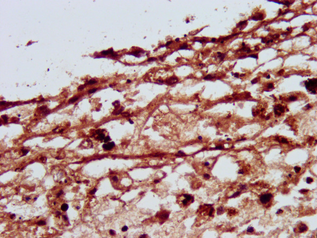 SLC26A4 Antibody in Immunohistochemistry (Paraffin) (IHC (P))