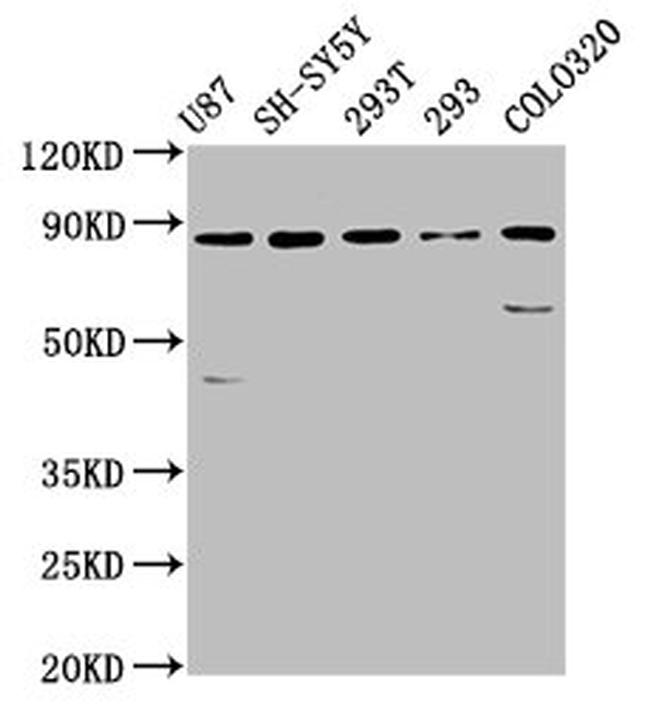 SLC26A4 Antibody in Western Blot (WB)