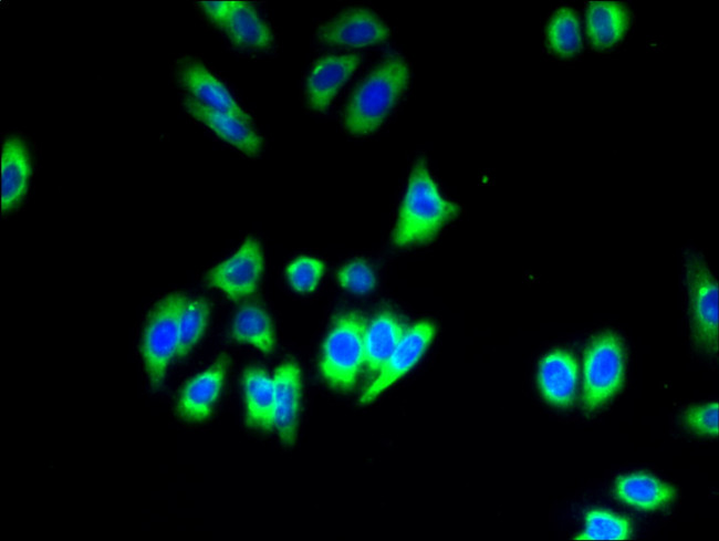 SLC35B1 Antibody in Immunocytochemistry (ICC/IF)