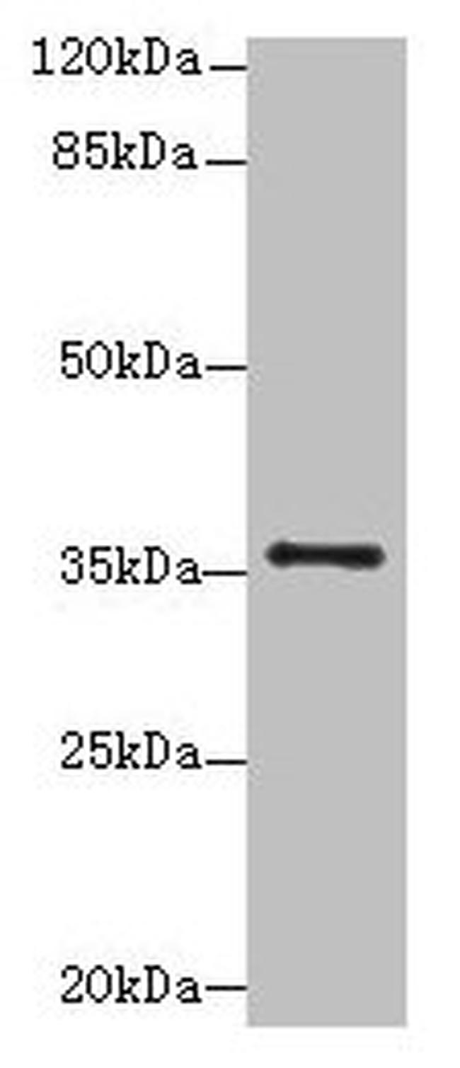 SLC35B1 Antibody in Western Blot (WB)