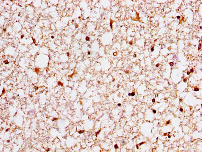 14-3-3 eta Antibody in Immunohistochemistry (Paraffin) (IHC (P))