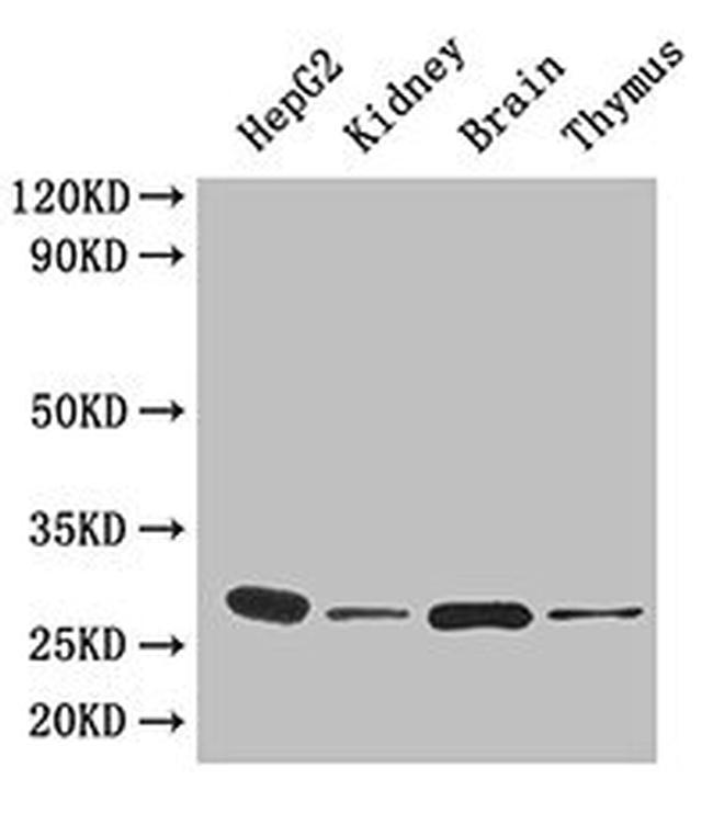 14-3-3 eta Antibody in Western Blot (WB)