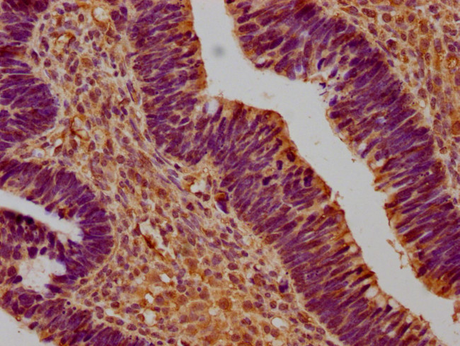 SUSD5 Antibody in Immunohistochemistry (Paraffin) (IHC (P))