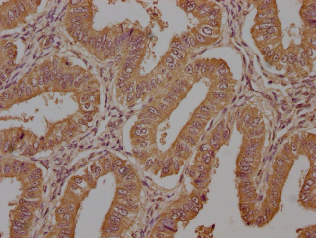 Neurokinin A Antibody in Immunohistochemistry (Paraffin) (IHC (P))